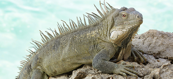 Iguana on a rock